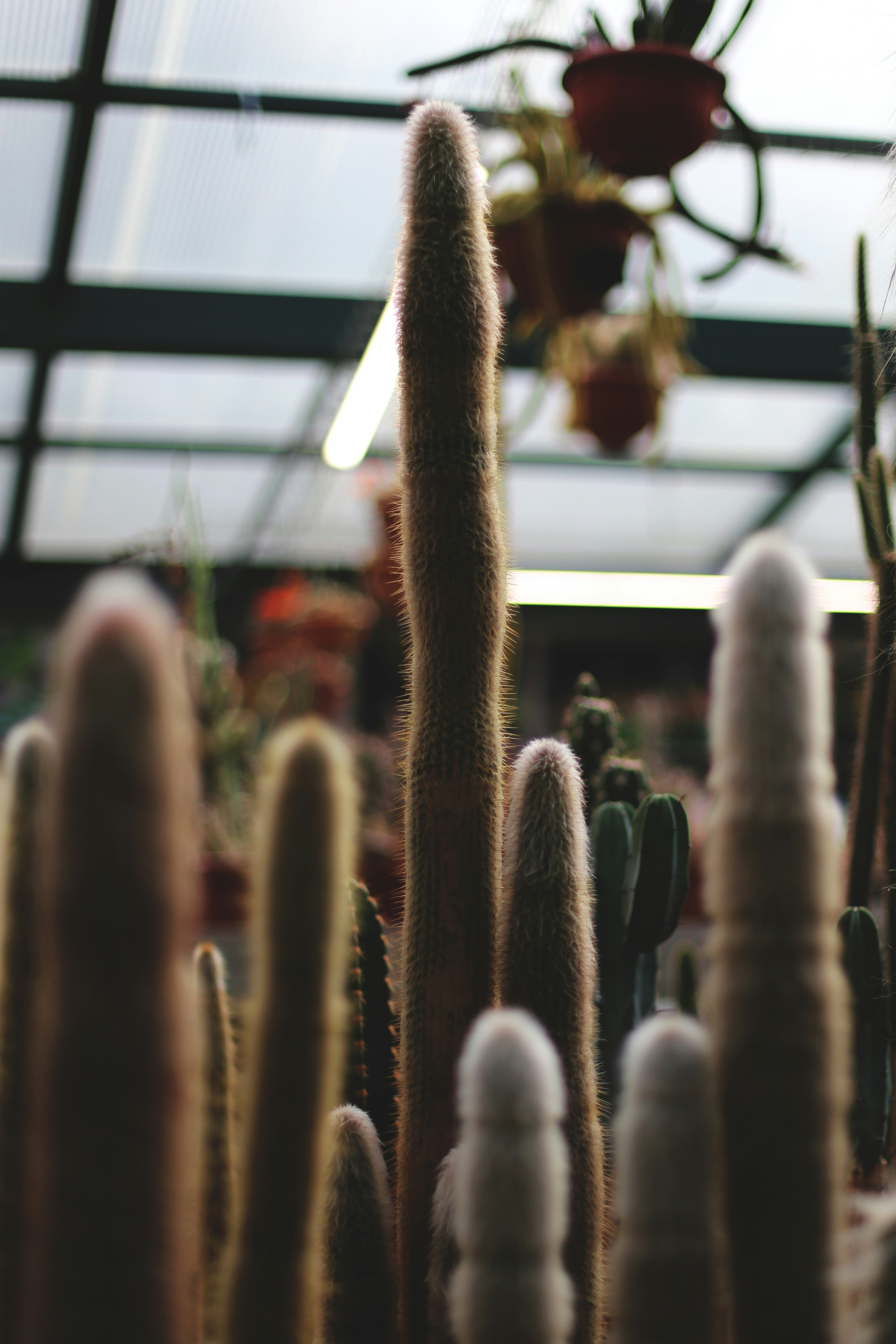 cactus plants in green metal cage